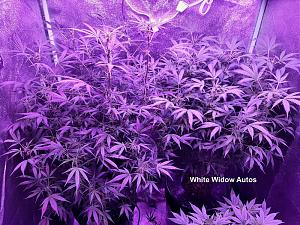 Click image for larger version  Name:	White Widow12.jpg Views:	0 Size:	373.1 KB ID:	558125