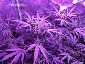 Click image for larger version

Name:	White Widow13.jpg
Views:	270
Size:	296.6 KB
ID:	558127