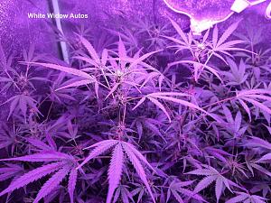 Click image for larger version

Name:	White Widow13.jpg
Views:	232
Size:	296.6 KB
ID:	558127