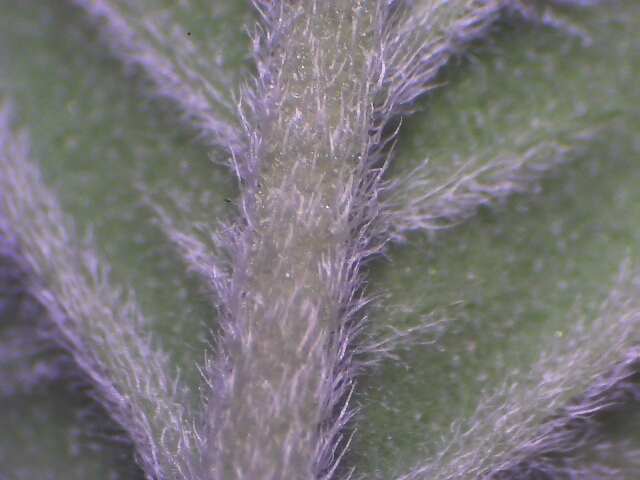 Click image for larger version

Name:	fresh_leaf.png
Views:	141
Size:	545.8 KB
ID:	558741