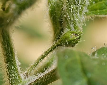 Click image for larger version

Name:	trichome hairs.jpeg
Views:	278
Size:	108.9 KB
ID:	558753