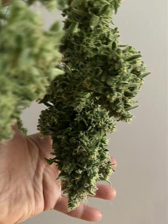 Click image for larger version

Name:	big bud1.JPG
Views:	617
Size:	2.45 MB
ID:	558778
