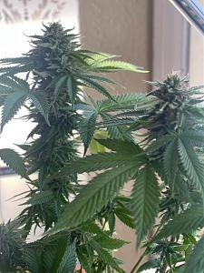 Click image for larger version

Name:	v trichs.jpg
Views:	275
Size:	124.3 KB
ID:	561535