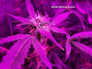 Click image for larger version  Name:	White Widow14.jpg Views:	0 Size:	202.0 KB ID:	559690