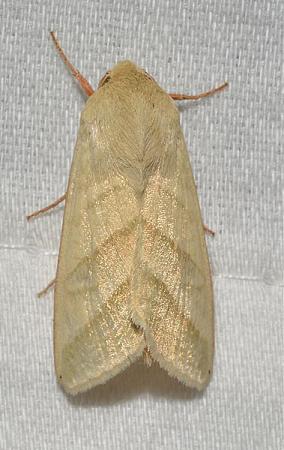 Click image for larger version

Name:	moth.jpg
Views:	344
Size:	66.6 KB
ID:	560657
