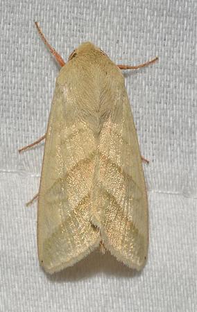 Click image for larger version

Name:	moth.jpg
Views:	311
Size:	66.6 KB
ID:	560657