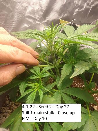 Click image for larger version

Name:	4-1-22 - Seed 2 - Day 27 - Still 1 main stalk - Close up - FIM - Day 10.jpg
Views:	352
Size:	1.28 MB
ID:	561366