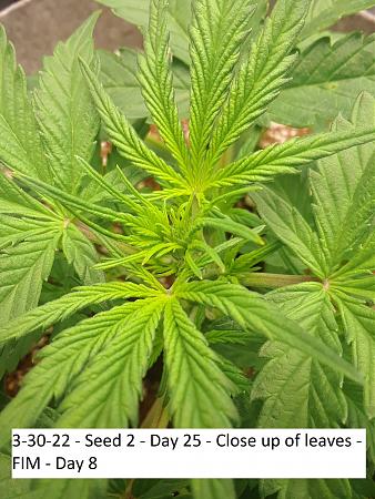 Click image for larger version

Name:	3-30-22 - Seed 2 - Day 25 - Close up of leaves - FIM - Day 8.jpg
Views:	395
Size:	1.45 MB
ID:	561363