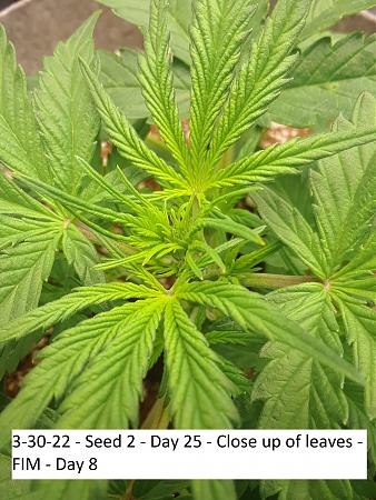 Click image for larger version

Name:	3-30-22 - Seed 2 - Day 25 - Close up of leaves - FIM - Day 8.jpg
Views:	351
Size:	1.45 MB
ID:	561363