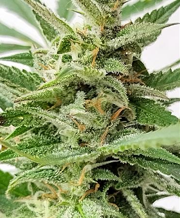 Click image for larger version

Name:	weed.jpg
Views:	456
Size:	1.88 MB
ID:	565831