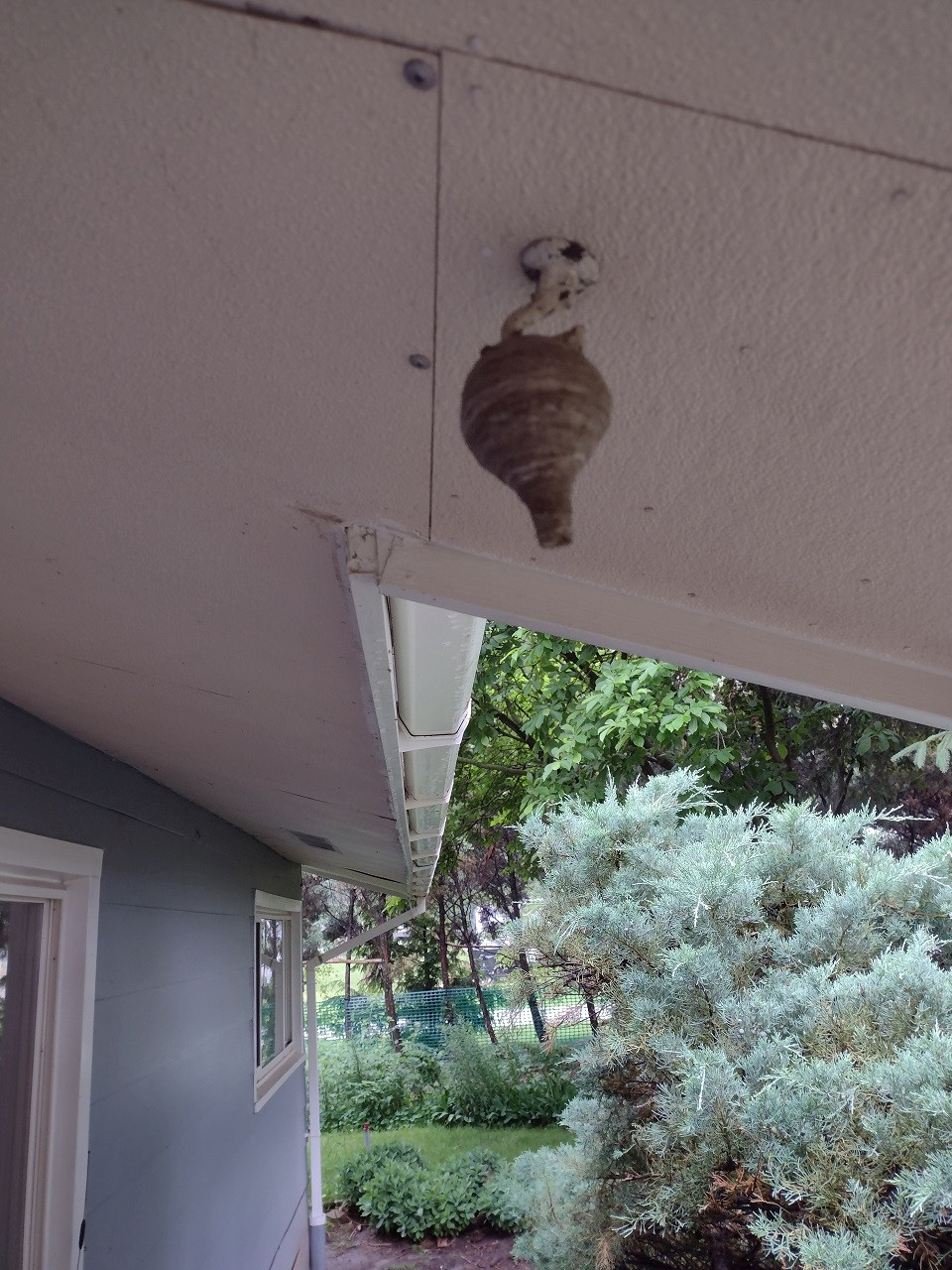 Click image for larger version

Name:	new-hornet-nest-jpg.18719471.jpg
Views:	239
Size:	359.2 KB
ID:	566940