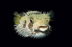 Click image for larger version

Name:	porc fish1.jpeg
Views:	546
Size:	10.9 KB
ID:	567956