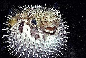 Click image for larger version

Name:	porc fish2.jpeg
Views:	537
Size:	76.0 KB
ID:	567957