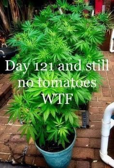 Click image for larger version

Name:	WeedNoTomatoes.jpg
Views:	205
Size:	45.0 KB
ID:	568950