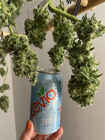 Click image for larger version

Name:	horiz buds.JPG
Views:	700
Size:	3.06 MB
ID:	569133