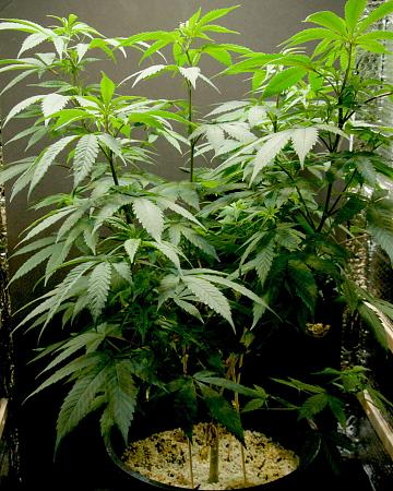 Click image for larger version  Name:	Current Grow, Weeks 12, 10, 5 &amp; 3 (5).jpg Views:	3 Size:	644.2 KB ID:	374006