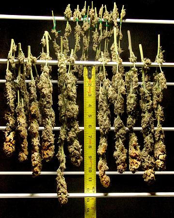 Click image for larger version  Name:	Current Grow, Weeks 12, 10, 5 &amp; 3 (7).jpg Views:	3 Size:	754.9 KB ID:	374007