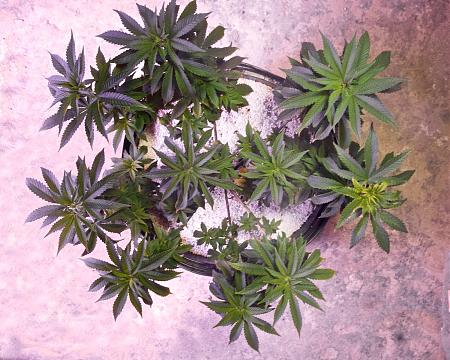 Click image for larger version  Name:	Current Grow, Weeks 12, 10, 5 &amp; 3 (2).jpg Views:	3 Size:	572.8 KB ID:	374011