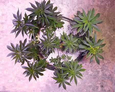 Click image for larger version  Name:	Current Grow, Weeks 12, 10, 5 &amp; 3 (2).jpg Views:	3 Size:	572.8 KB ID:	374011