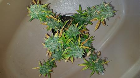 Click image for larger version

Name:	20200227_164958.jpg
Views:	859
Size:	3.01 MB
ID:	379562