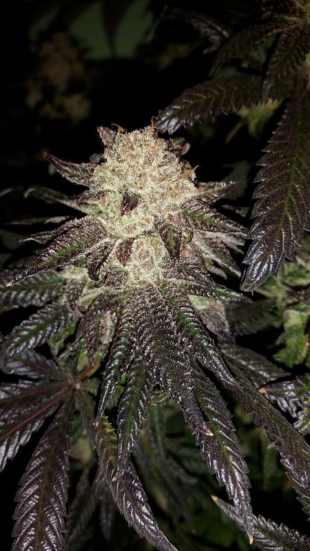 Click image for larger version

Name:	Alaskan Purple2.jpg
Views:	909
Size:	1.01 MB
ID:	386877