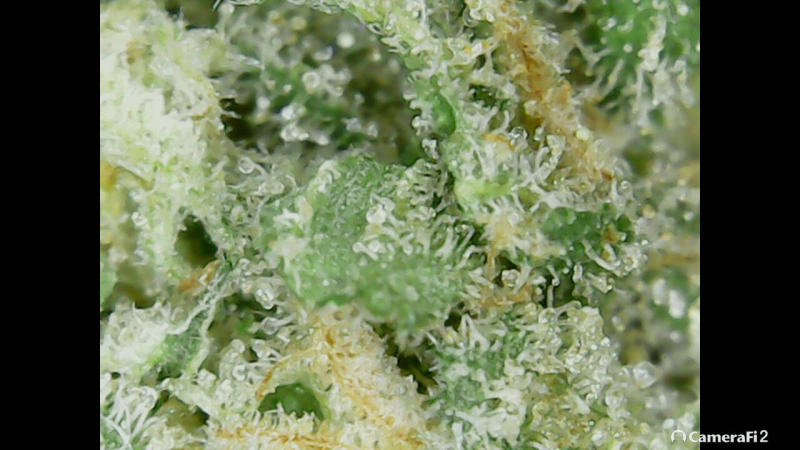 Click image for larger version

Name:	BD trichomes 1.png
Views:	405
Size:	1.11 MB
ID:	298442