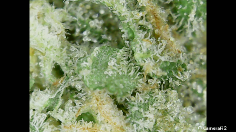 Click image for larger version

Name:	BD trichomes 1.png
Views:	372
Size:	1.11 MB
ID:	298442