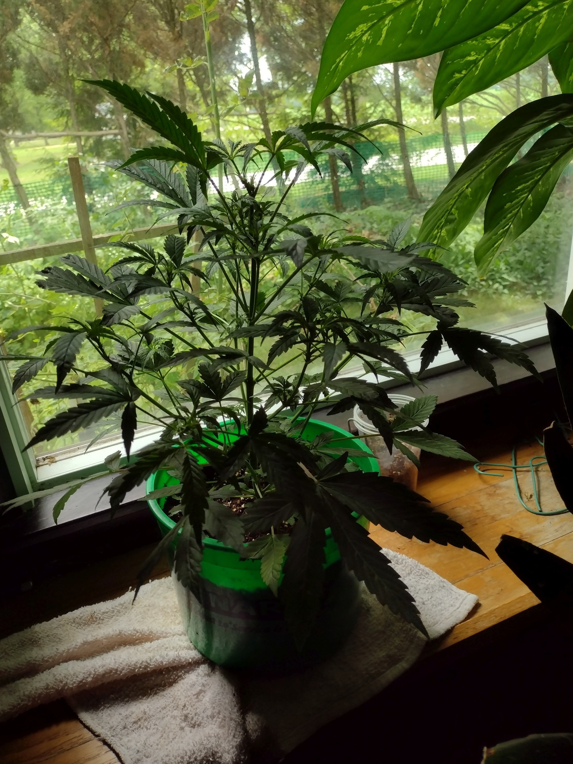 Click image for larger version

Name:	Bubba kush auto 6w.jpg
Views:	147
Size:	1.31 MB
ID:	570209