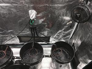 Click image for larger version

Name:	5 gal dwc:circulating fan 4.jpg
Views:	333
Size:	4.48 MB
ID:	570779
