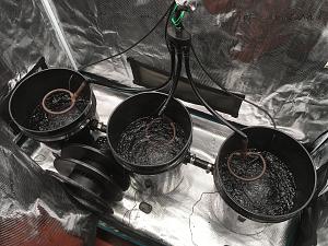 Click image for larger version

Name:	3 dwc bucket 4.jpg
Views:	343
Size:	4.65 MB
ID:	570780