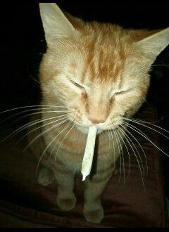Click image for larger version

Name:	pot cat.jpeg
Views:	623
Size:	24.2 KB
ID:	571001