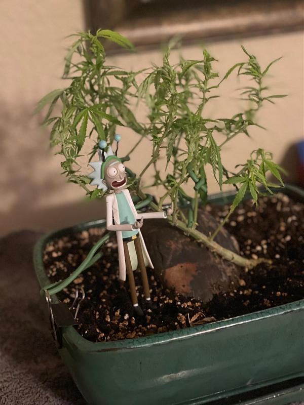 Click image for larger version

Name:	rick bonsai.jpg
Views:	283
Size:	238.3 KB
ID:	571292