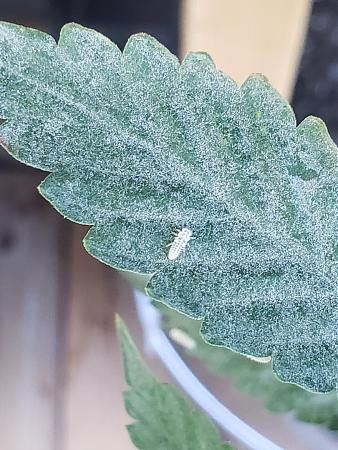 Click image for larger version

Name:	bug.jpg
Views:	266
Size:	252.1 KB
ID:	573428