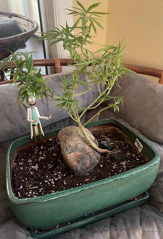 Click image for larger version

Name:	rick bonsai.jpg
Views:	304
Size:	393.7 KB
ID:	573471