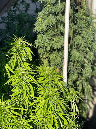 Click image for larger version

Name:	summer grow 22.jpg
Views:	378
Size:	596.8 KB
ID:	574233