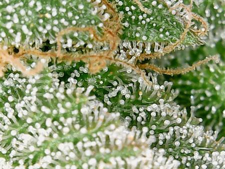 Trichomes on 11/9