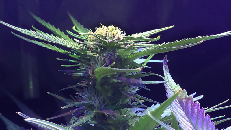 Click image for larger version

Name:	BD Week 13b bud 1 20190225_212703.png
Views:	619
Size:	1.67 MB
ID:	294639