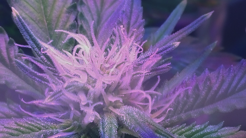 Click image for larger version

Name:	BD Week 13b bud 3 20190225_212703.png
Views:	604
Size:	2.00 MB
ID:	294641