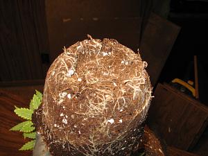 Click image for larger version

Name:	016.JPG
Views:	6453
Size:	1.22 MB
ID:	191481