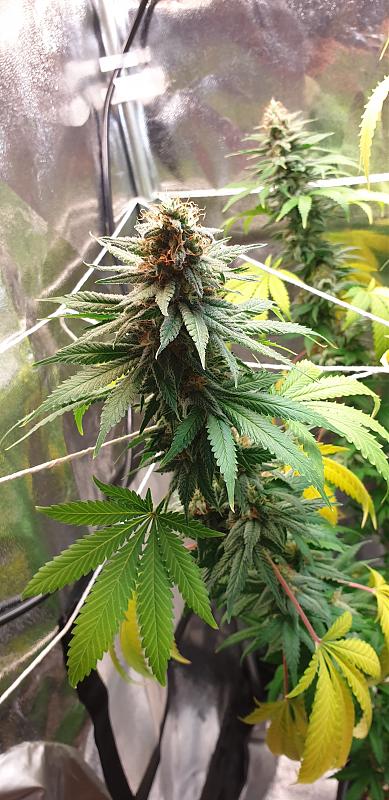 Buy Aurora Indica Feminized seeds – Nirvana Shop