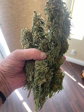 Click image for larger version

Name:	Freak-Fistful.jpg
Views:	1139
Size:	215.7 KB
ID:	586805