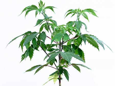 Click image for larger version

Name:	White Widow Week 6&amp;8 01-15-20 30.jpg
Views:	517
Size:	319.3 KB
ID:	363355
