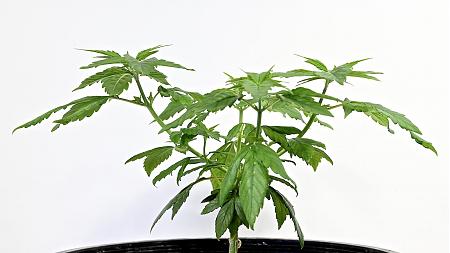Click image for larger version

Name:	White Widow Week 6&amp;8 01-15-20 37.jpg
Views:	571
Size:	222.5 KB
ID:	363361