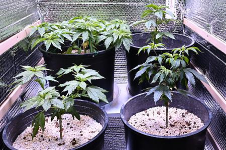 Click image for larger version

Name:	White Widow Week 6&amp;8 01-15-20 47.jpg
Views:	541
Size:	814.5 KB
ID:	363366