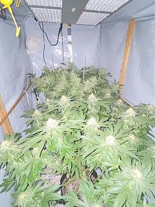 Click image for larger version

Name:	IMG_6915.jpg
Views:	756
Size:	2.24 MB
ID:	579370