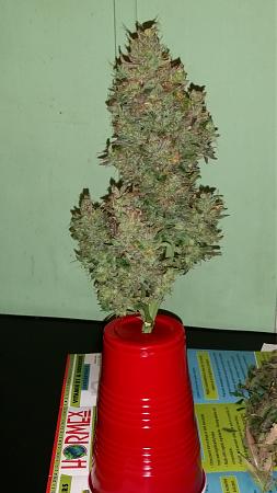 Click image for larger version

Name:	20200204_020532.jpg
Views:	647
Size:	2.73 MB
ID:	372820