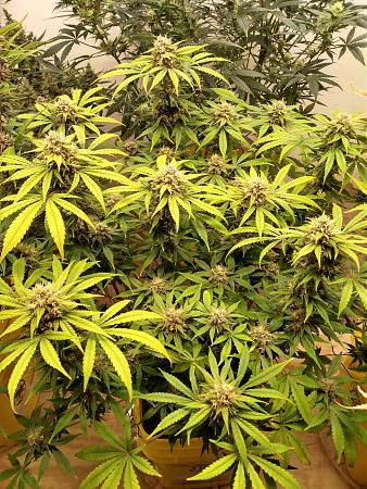 Click image for larger version

Name:	IMG_20221128_175526992_HDR.jpg
Views:	340
Size:	4.35 MB
ID:	581688