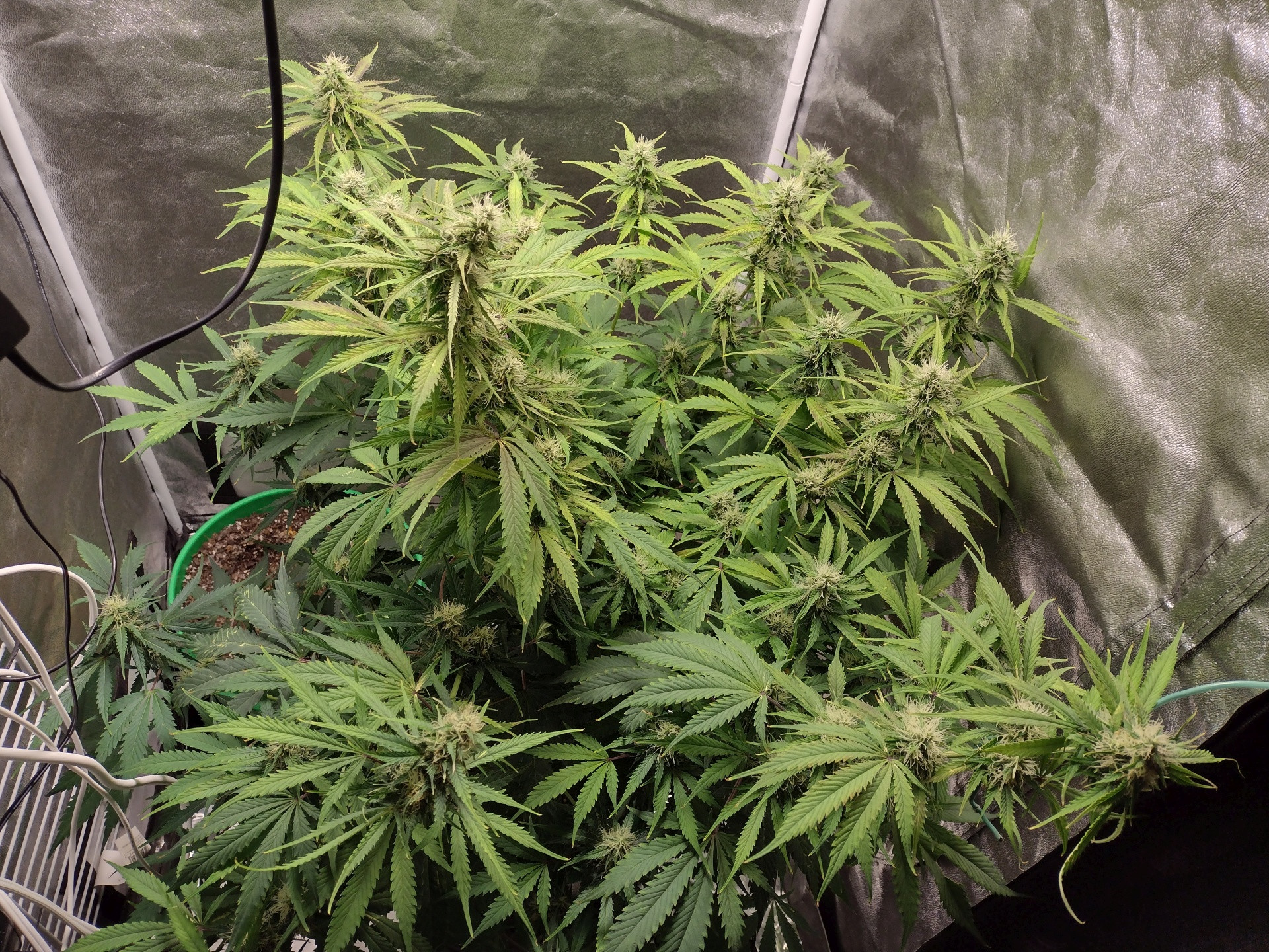 Click image for larger version

Name:	Buuba Kush auto 10w.jpg
Views:	411
Size:	1.26 MB
ID:	581842