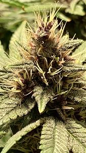 Click image for larger version

Name:	purp 12 1 2.jpg
Views:	683
Size:	663.6 KB
ID:	581896