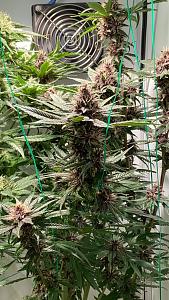 Click image for larger version

Name:	purp 12 1.jpg
Views:	688
Size:	841.4 KB
ID:	581897